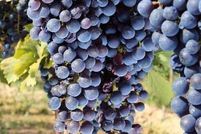 Holidays in Italy for foodies