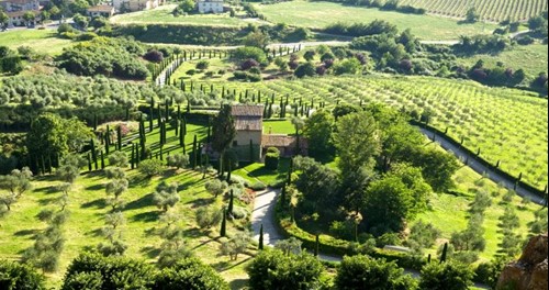 Orvieto-vineyards.jpg